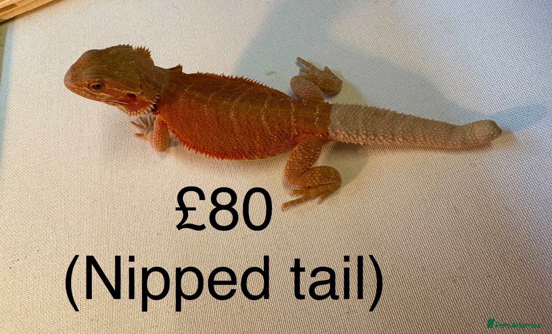 Bearded Dragon reptiles Stunning baby bearded dragons  - Advert 2
