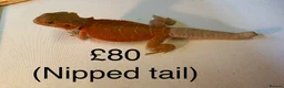 Bearded Dragon reptiles for sale: Stunning baby bearded dragons £100 ONO  - Advert 4
