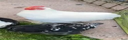 Chickens poultry for sale: Pekin cockerel  in Lockerbie - Advert 3
