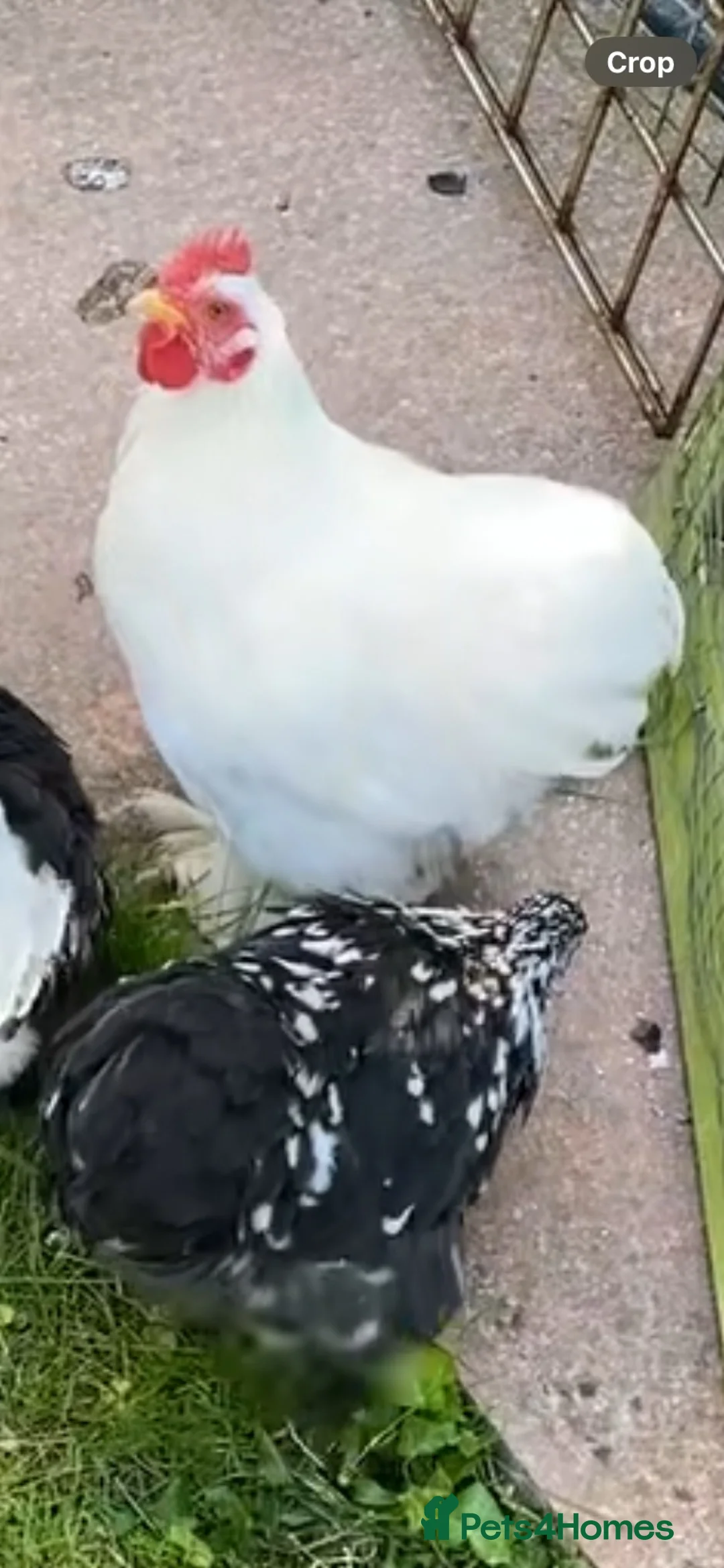 Chickens poultry for sale: Pekin cockerel  in Lockerbie - Advert 3