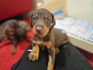 Dobermann dogs International Champ Bloodline Pups Ready 25thDEC - Advert 4