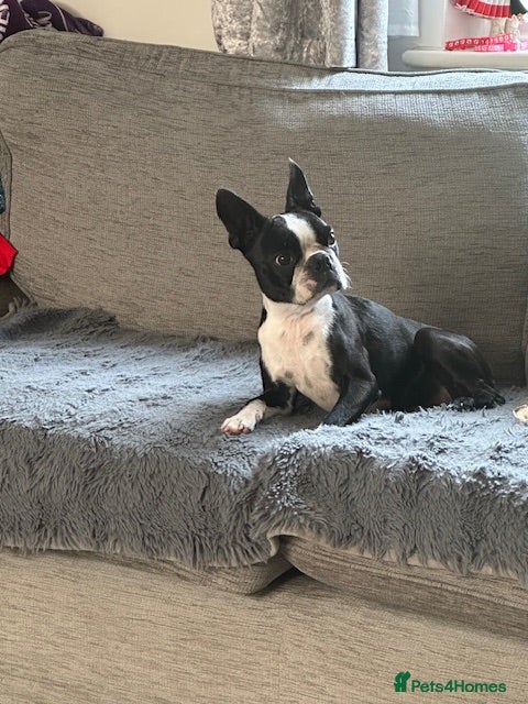 Boston Terrier dogs for sale: Boston Terrier KC Reg 1 Girl ready to go 1950  - Advert 1
