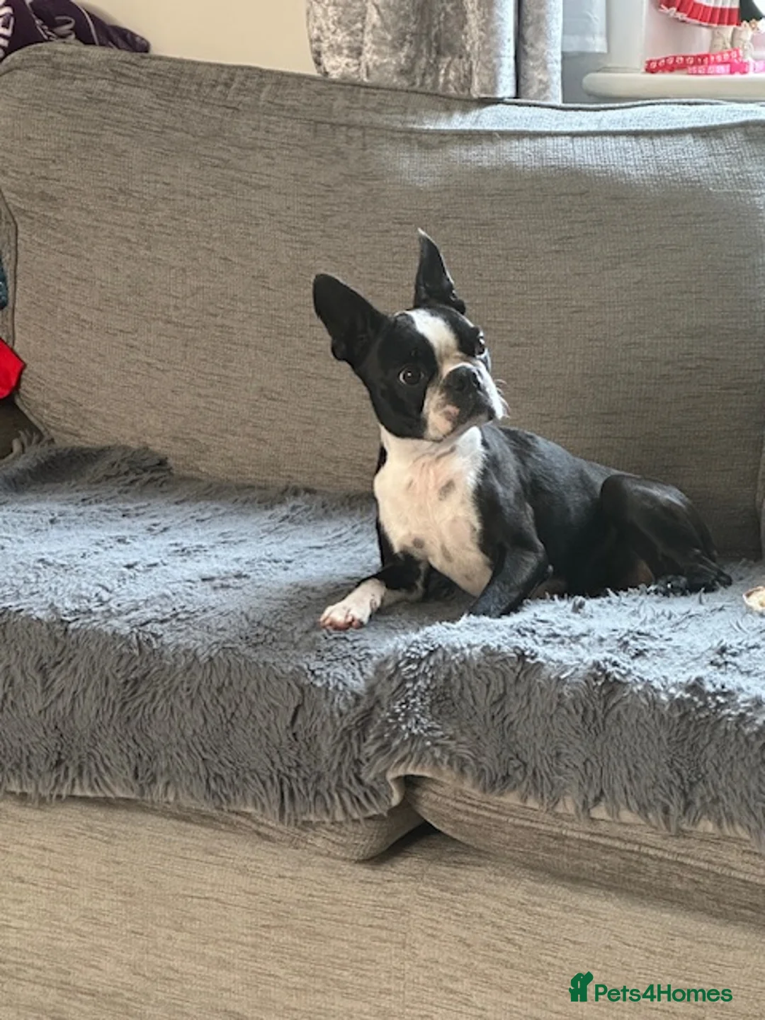 Boston Terrier dogs for sale: Boston Terrier KC Reg 1 Girl ready to go 1950  - Advert 1