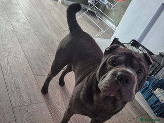 Mixed Breed dogs Lovable pup - Advert 10