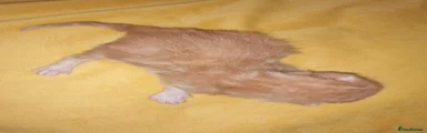 Mixed Breed 2