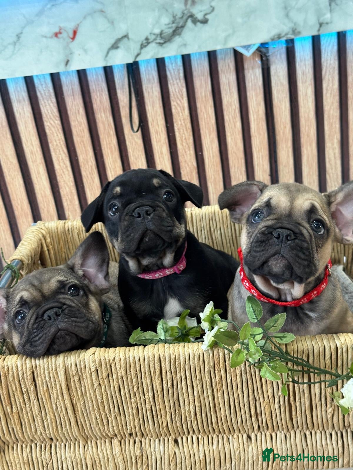 French Bulldog dogs Beautiful French Bulldog litter - Advert 11