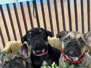 French Bulldog dogs Beautiful French Bulldog litter - Advert 11