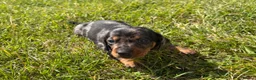Miniature Dachshund dogs for sale: 5 stunning mini dachshunds for sale❤️🏡🥰 - Advert 18