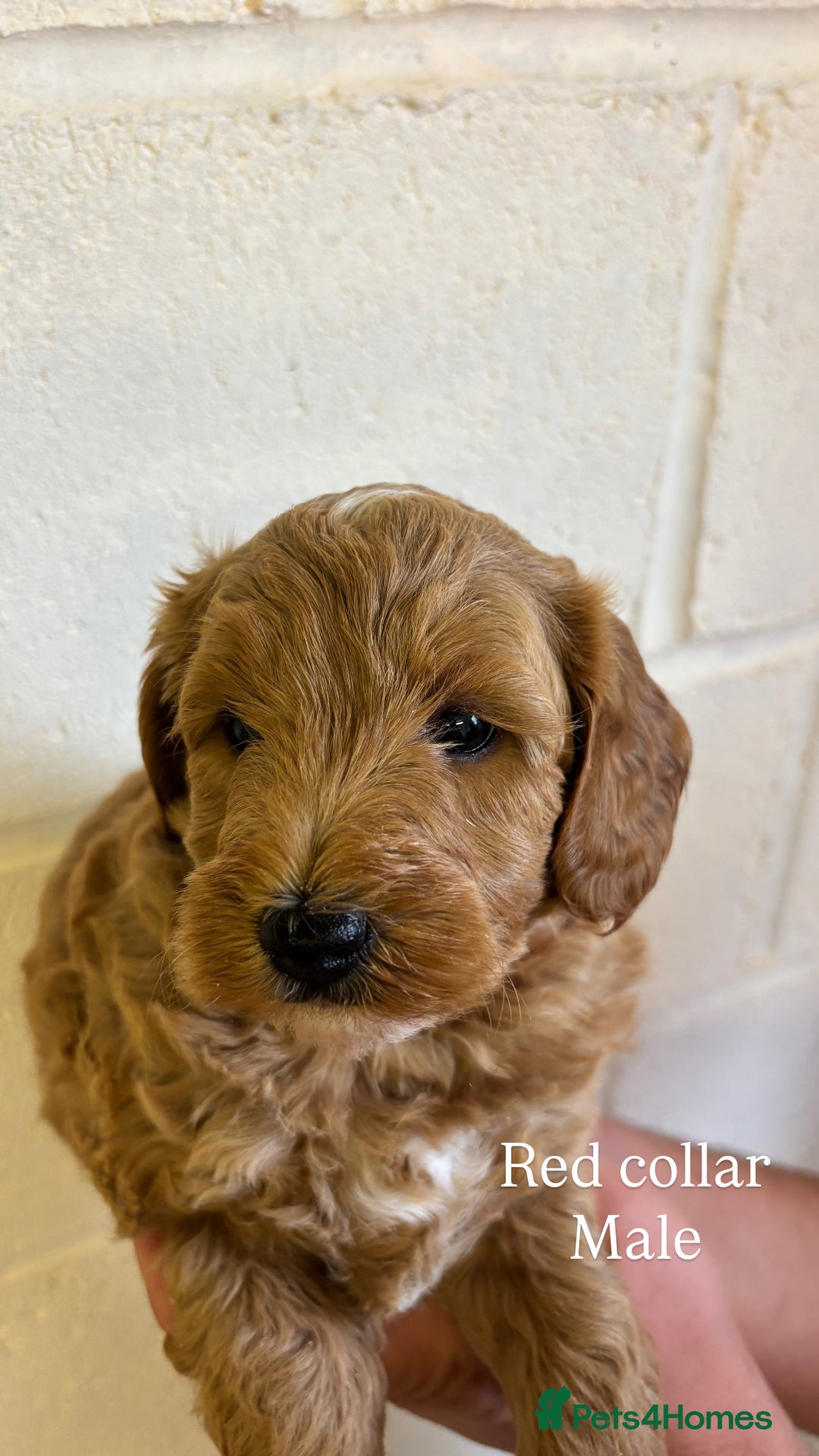 Cockapoo dogs for sale: F1b cockapoo pups  in Pickering - Image 14