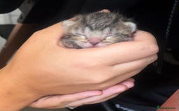British Shorthair cats for sale: Kittens - Image 9