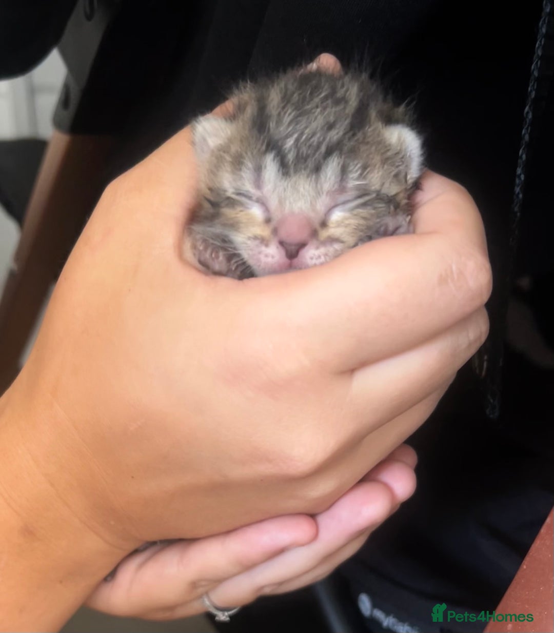 British Shorthair cats for sale: Kittens - Image 9