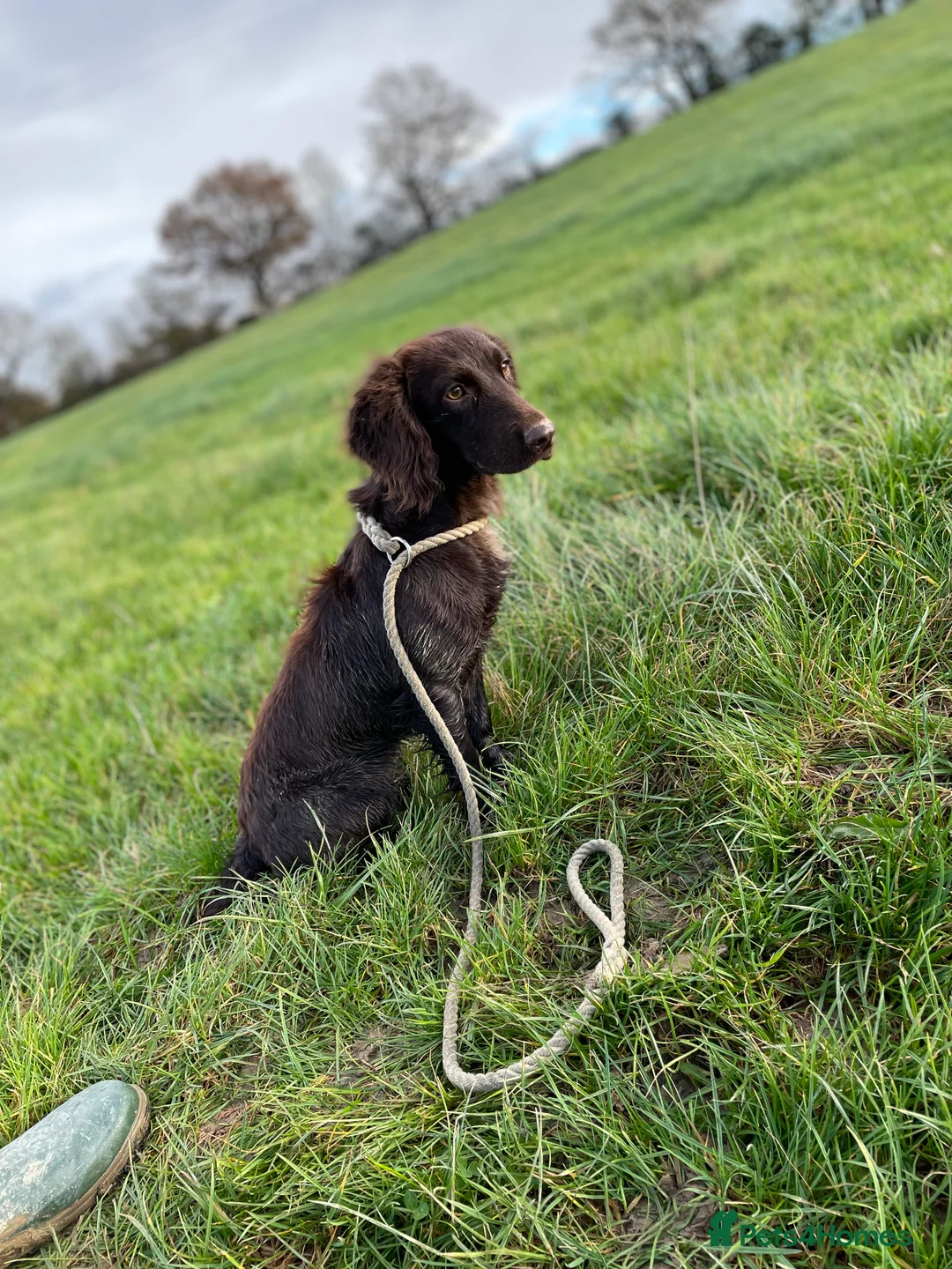 Cocker Spaniel dogs for sale: Cocker Spaniel Puppies.  - Advert 4