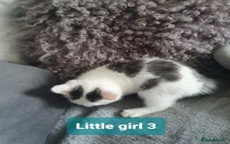 Mixed Breed cats for sale: 2 Fluffy Boys and 3 Gorgeous Girls READY NOW - Image 12