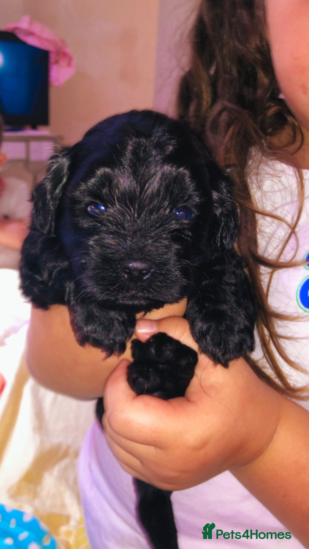Shihpoo dogs for sale: Beautiful Shihpoos 🐶🐾 - Image 9