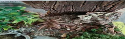 Tarantulas invertebrates for sale: Paraguay Red Hair tarantula. Nhandu carapoensis - Advert 3