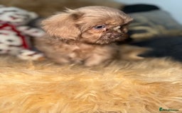 Shih Tzu dogs for sale: 💙 Stunning lilac shih tzu boy 💙 - Image 2