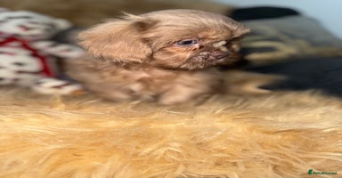 Shih Tzu dogs - Advert 7