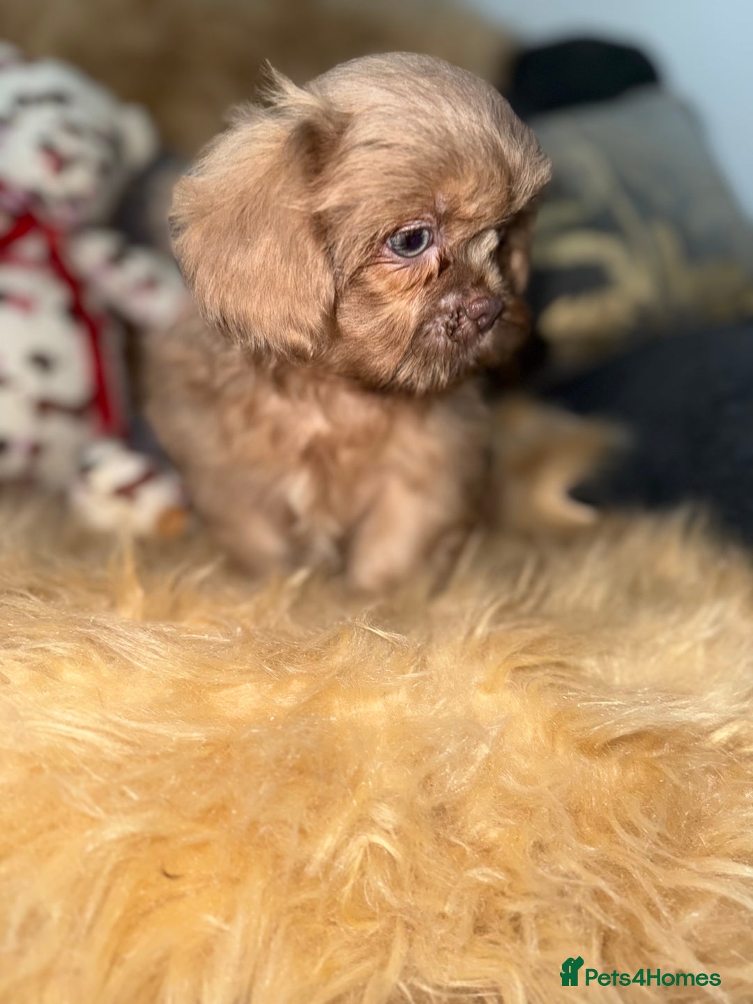 Shih Tzu dogs for sale: 💙 Stunning lilac shih tzu boy 💙 - Image 2