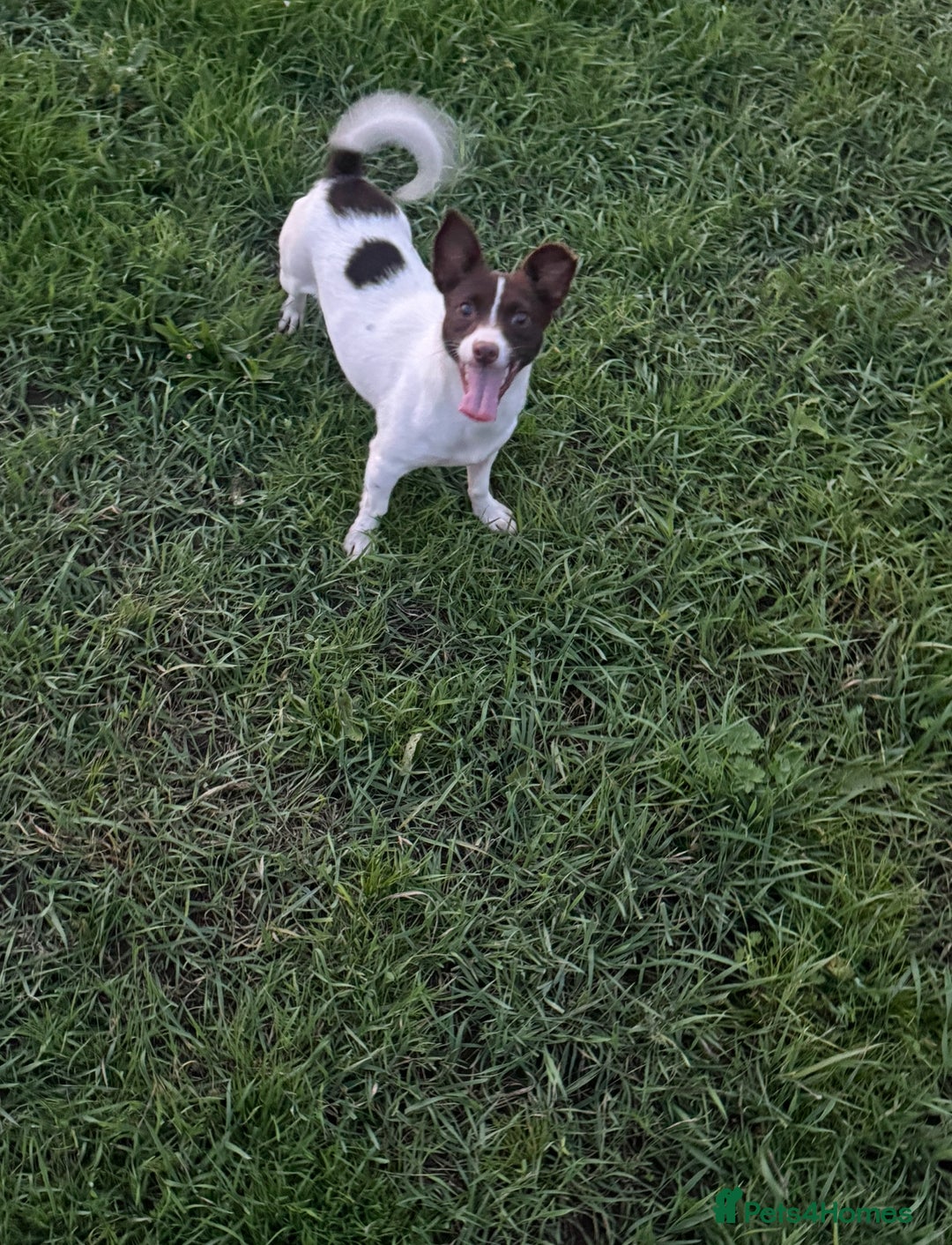 Mixed Breed dogs for sale: Dachshund x Jack Russel for sale - Advert 10