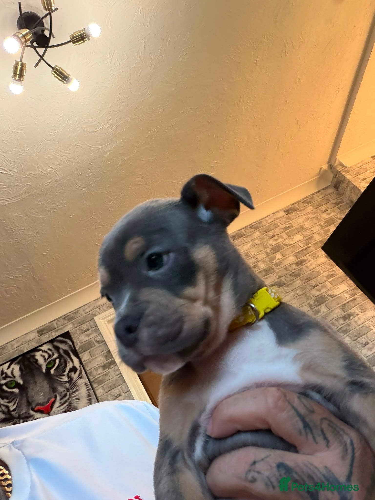 Mixed Breed dogs Old english bulldog mixed with bull mastiff  - Advert 10