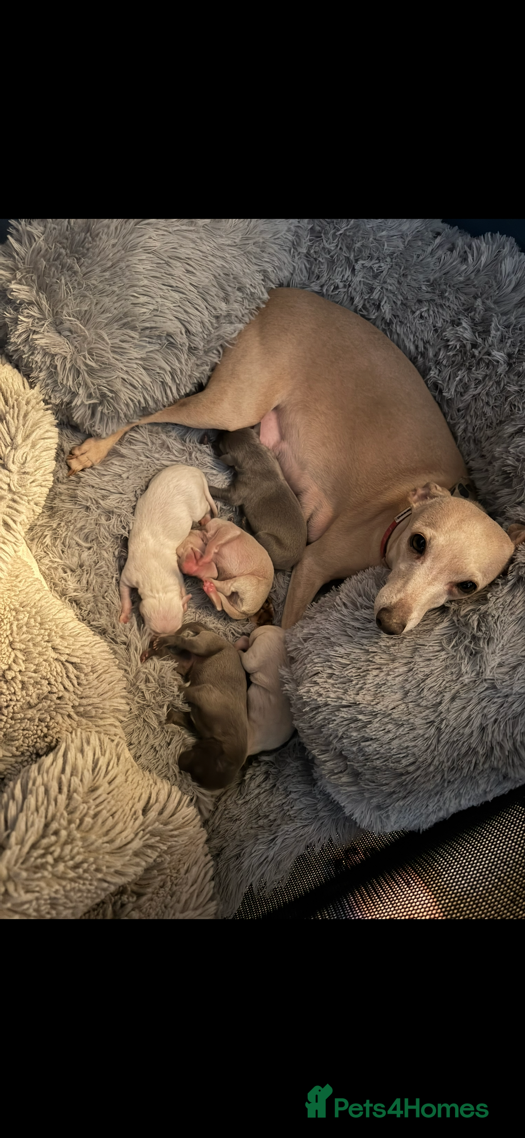 Italian Greyhound dogs for sale: Fully vaccinated white male Italian greyhound  - Advert 1