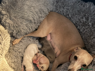 Italian Greyhound dogs Fully vaccinated white male Italian greyhound - Advert 1