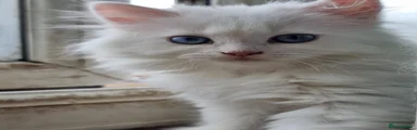 Whitey