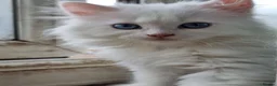 Siberian cats for sale: Lovely Classic Siberian Kittens - Advert 2