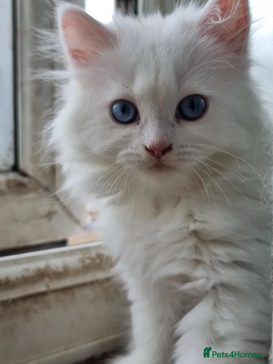 Siberian cats for sale: Lovely Classic Siberian Kittens - Advert 2