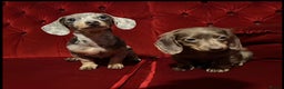 Miniature Dachshund dogs for stud: KC 👑 PRINCE PADDACCIO 👑 - Isabella and Tan in Louth - Advert 7