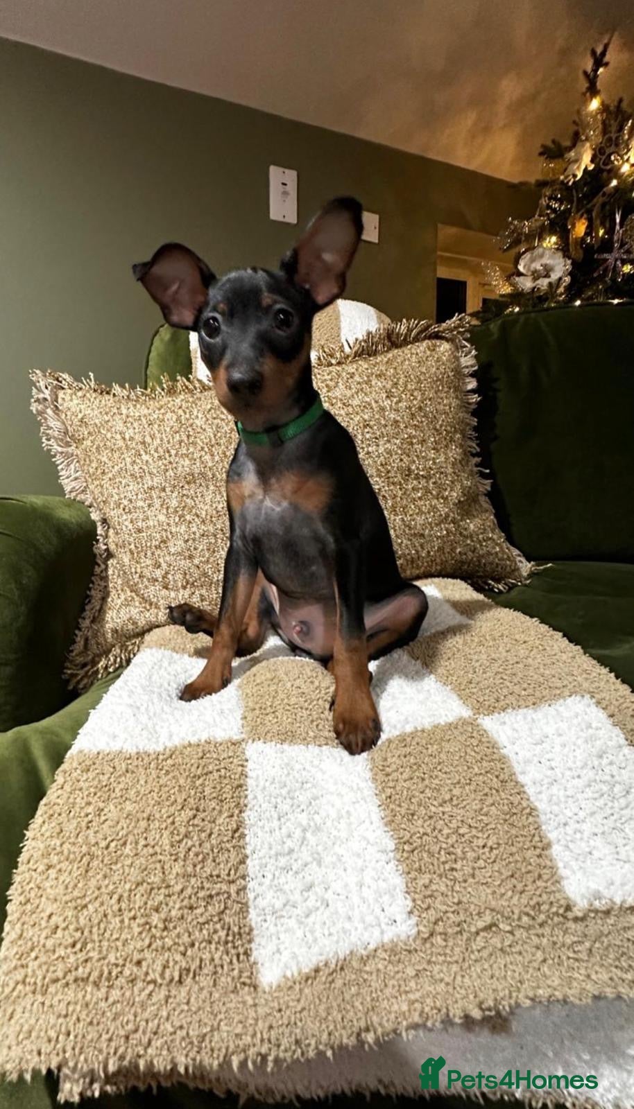 Miniature Pinscher dogs Stunning Miniature Pinschers (ready now!) - Advert 1