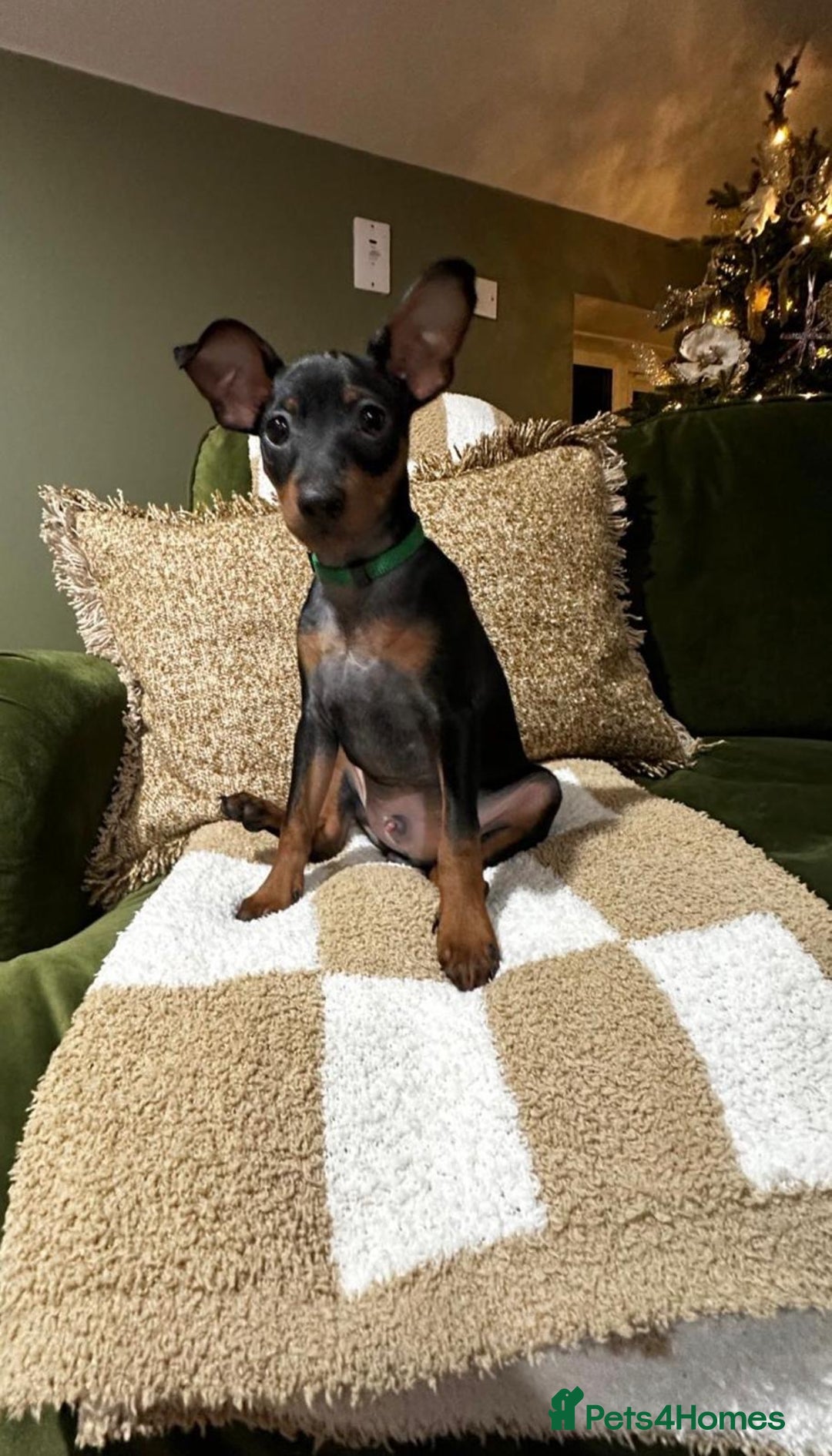 Miniature Pinscher dogs for sale: Stunning Miniature Pinscher Boy 💕 - Advert 3