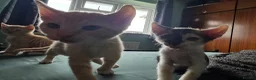 Sphynx cats for sale: Sphynx / Devon Rex Mix Kittens Ready Homes - Advert 16