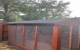 Budgerigars birds for sale: Budgies with an Aviary available. - Image 12