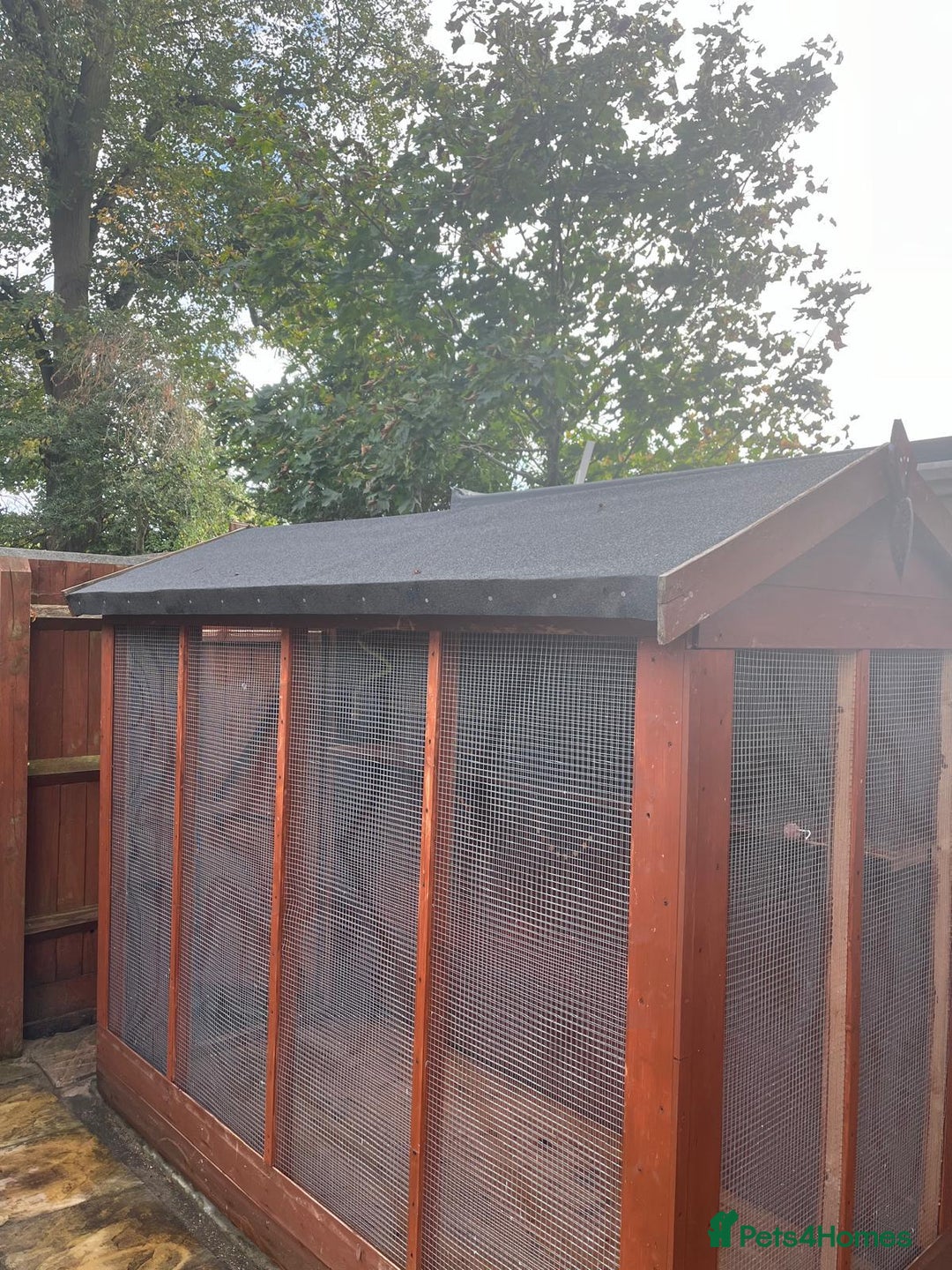 Budgerigars birds for sale: Budgies with an Aviary available. - Image 12