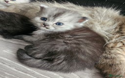 Persian cats for sale: Persian kittens for sale - Image 25