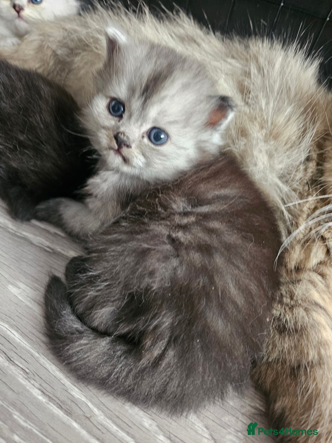 Persian cats for sale: Persian kittens for sale - Image 25