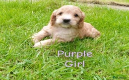 Cockapoo dogs for sale: ⭐️VERY RARE TOY Cockapoo Puppies⭐️🐶 - Image 6