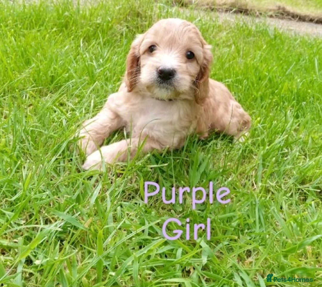 Cockapoo dogs for sale: ⭐️VERY RARE TOY Cockapoo Puppies⭐️🐶 - Image 6