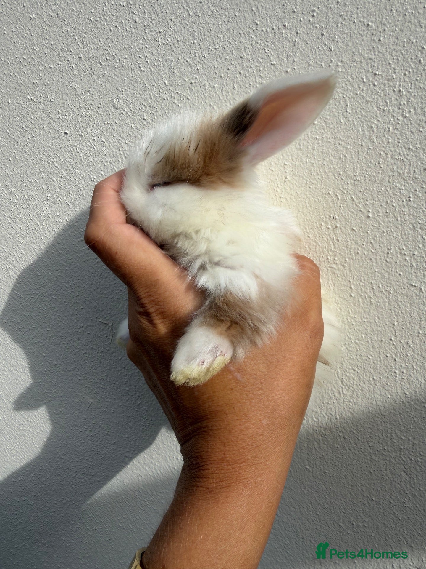Mini Lop rabbits 2 Purebred minilop bucks *Available to Reserve* - Advert 1