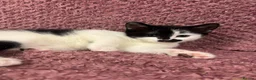 Mixed Breed cats for sale: 2 Gorgeous Ragdoll Cross Kittens  - Advert 6