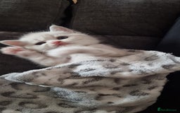 Persian cats for sale: Five loveable Persian kittens  - Image 23
