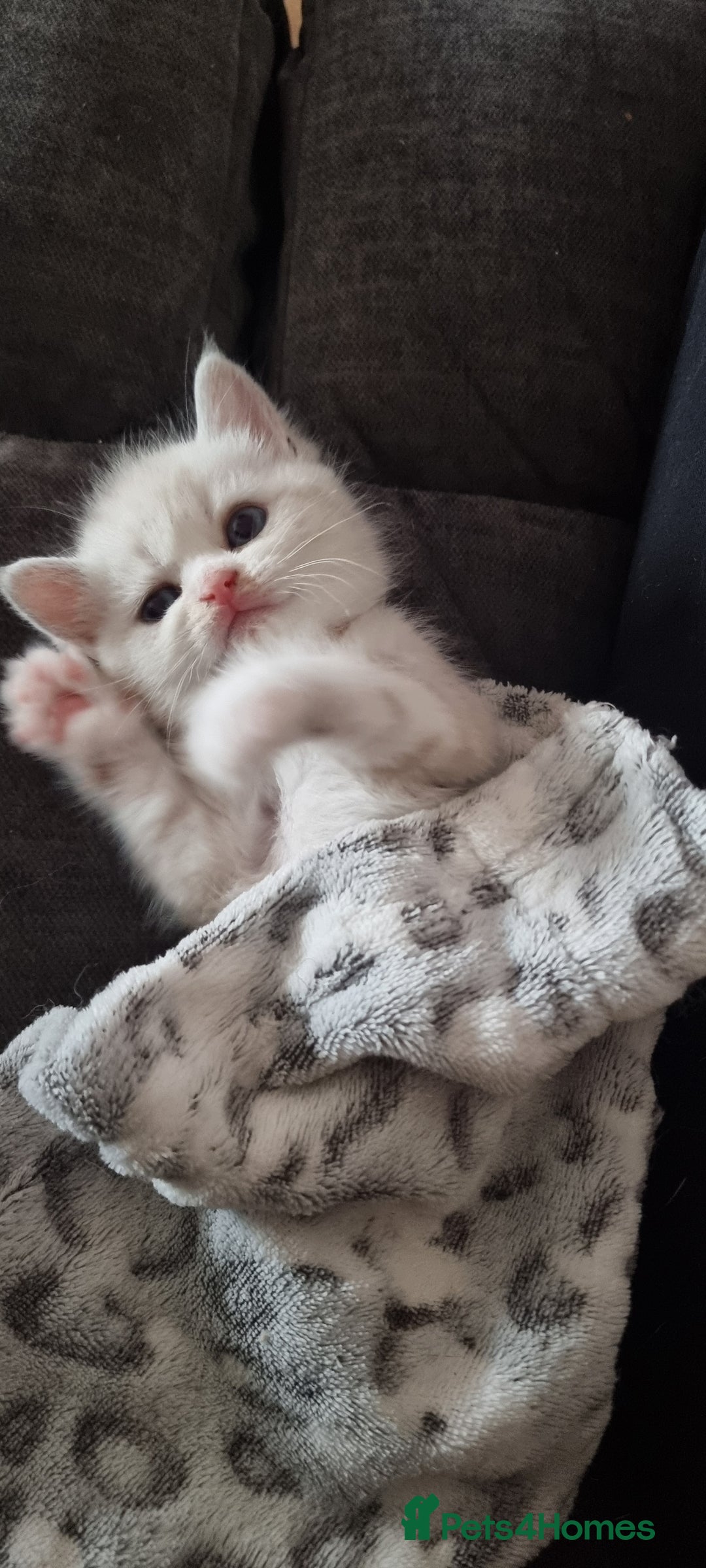 Persian cats for sale: Five loveable Persian kittens  - Image 23