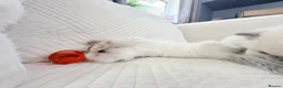 Ragdoll cats for sale: 3 Blue Point Kittens for sale - All Boys!! - Advert 14