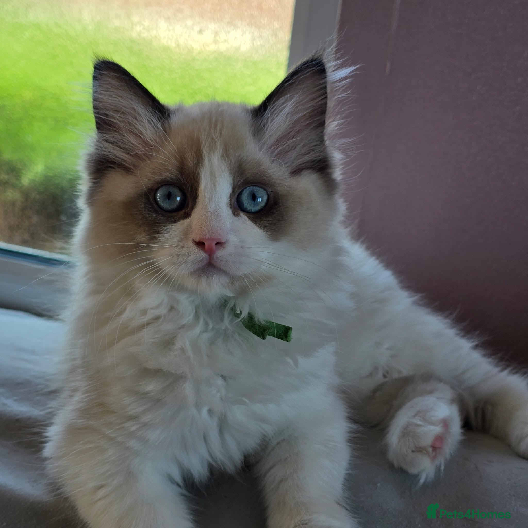 Ragdoll cats CollieKiss Ragdolls – Beautiful TICA Registered - Advert 2