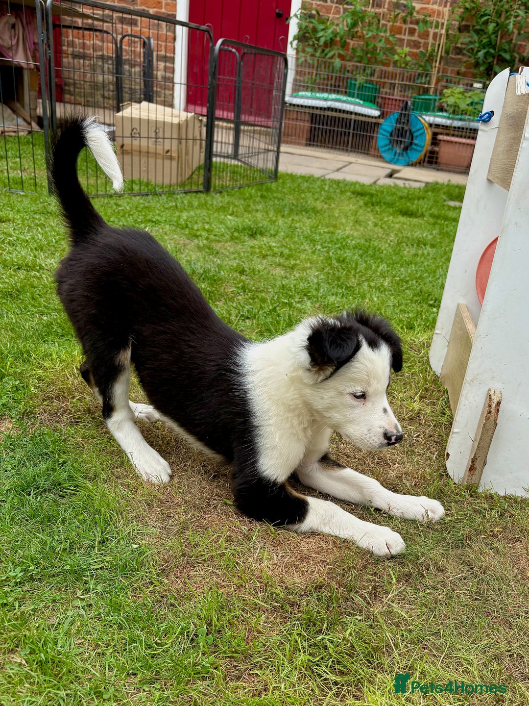 Border Collie dogs for sale: One Wonderful Boy Available - Image 4