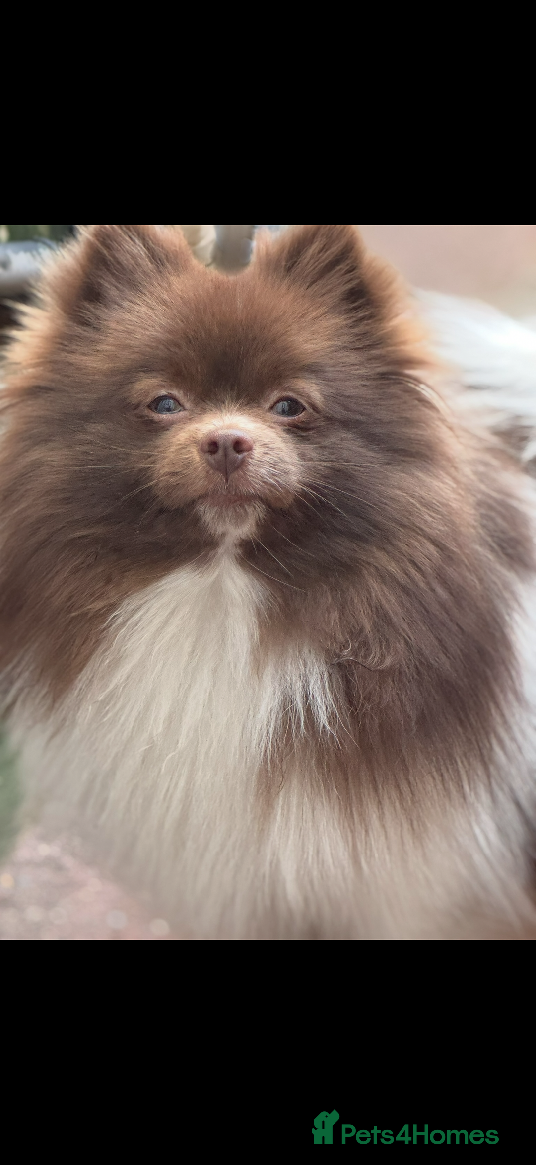 Pomeranian dogs for sale: 3 amazing teddy bear face puppies 🐻🐻🐻 - Advert 19