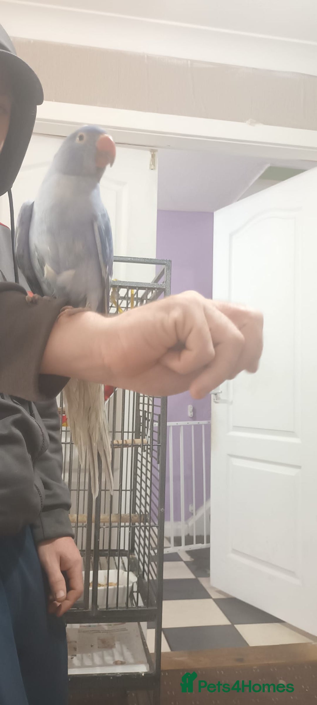 Ringnecks birds for sale: Voilot coloured ringneck for sale  - Image 9