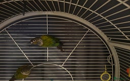Conures birds for sale: 2 Crimson Conure ( red bellied conure - Image 2