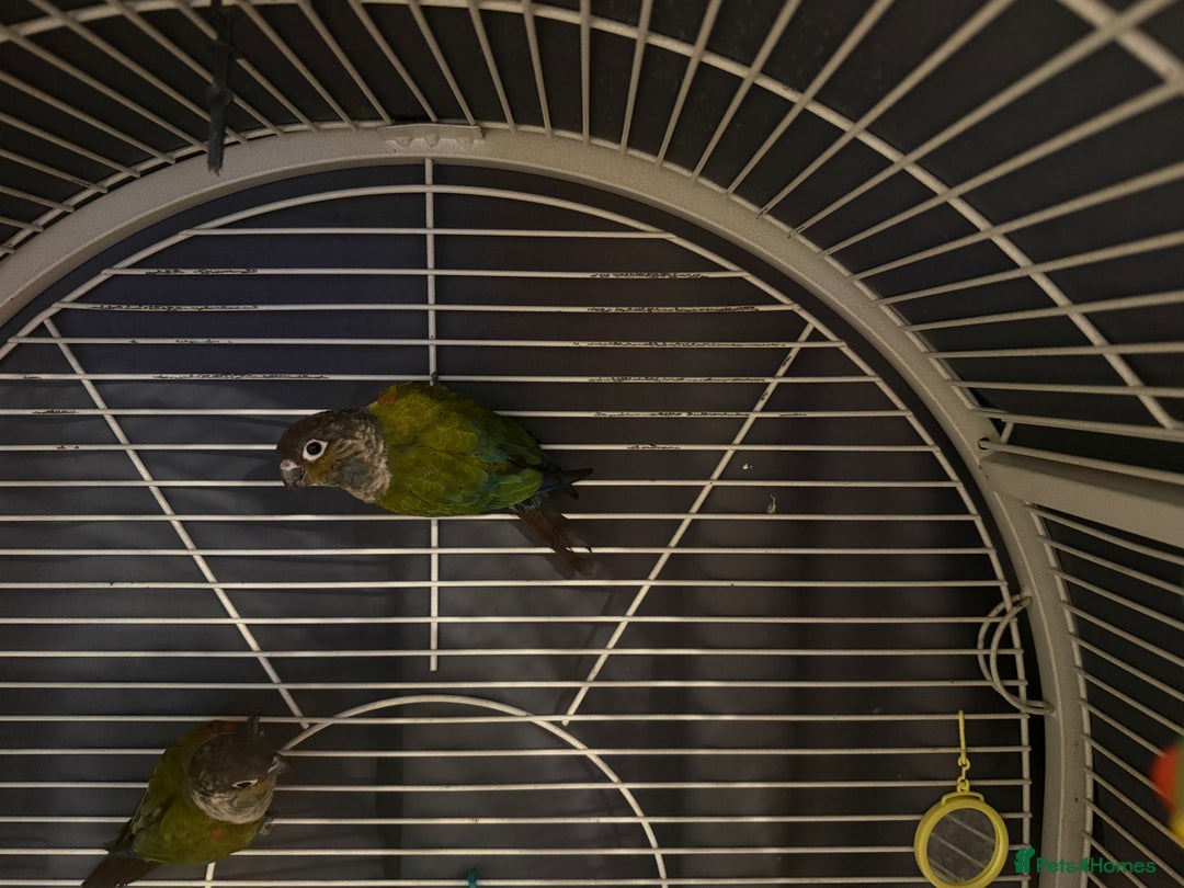Conures birds for sale: 2 Crimson Conure ( red bellied conure - Image 2